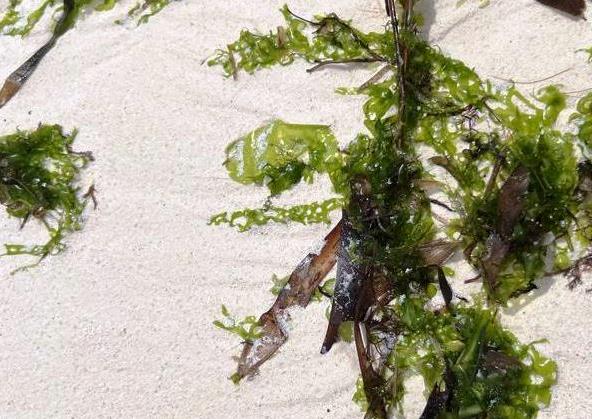 Typical sea lettuce leaves