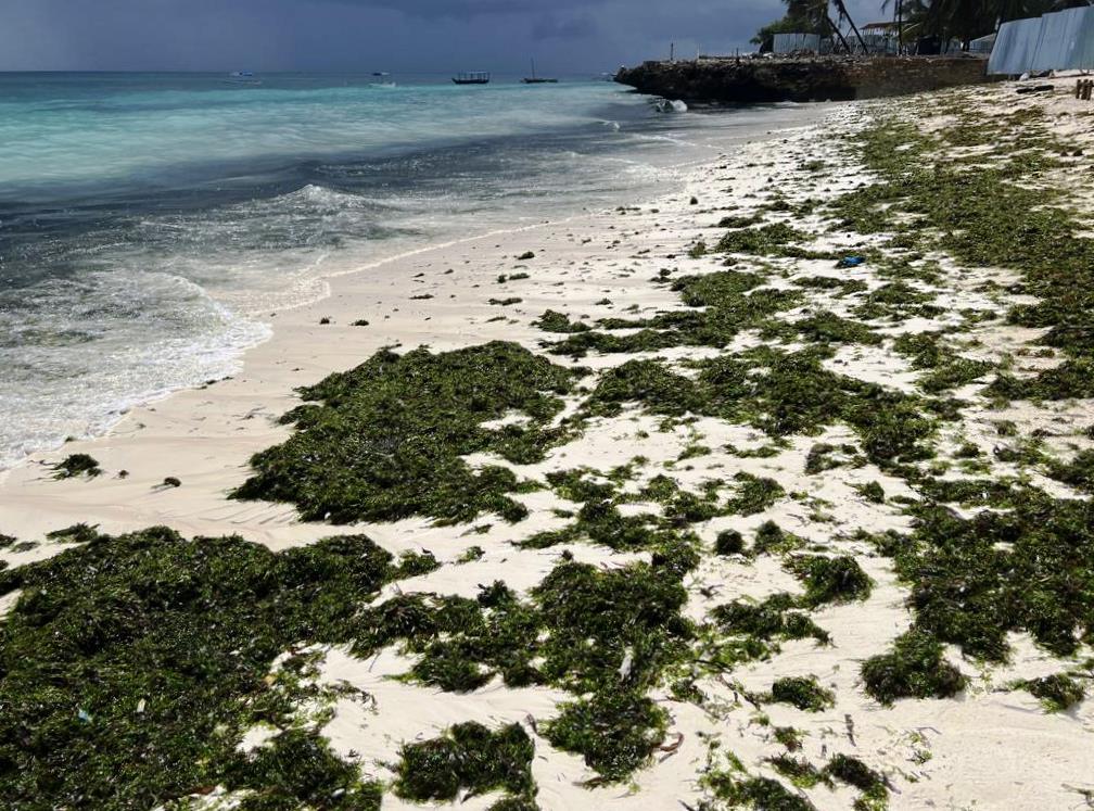 sea lettuce on a beach in Zanzibar