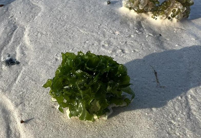 A bunch of sea lettuce