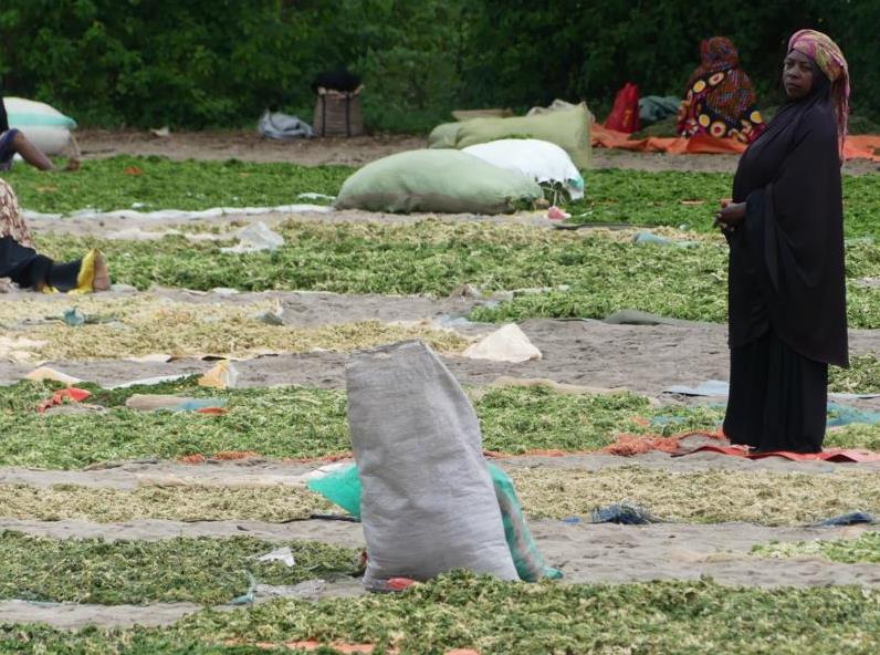 Trader of dried sea lettuce in Zanzibar