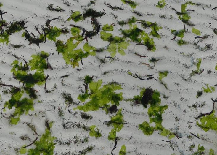 Sea lettuce Ulva lactuca on white sand in water