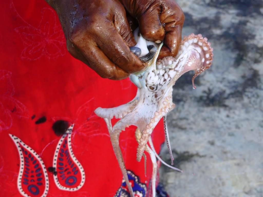 Removing the heart of an octopus