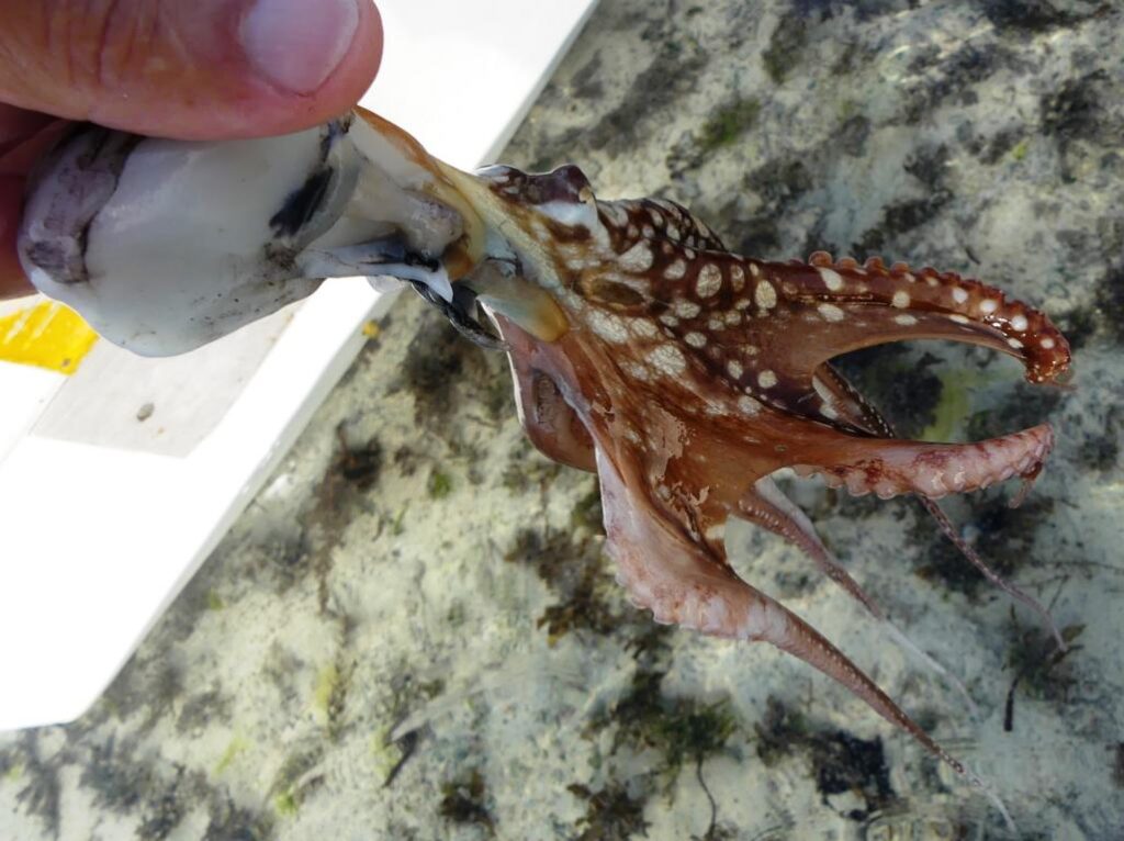 Big Blue Octopus (Octopus cyanea)