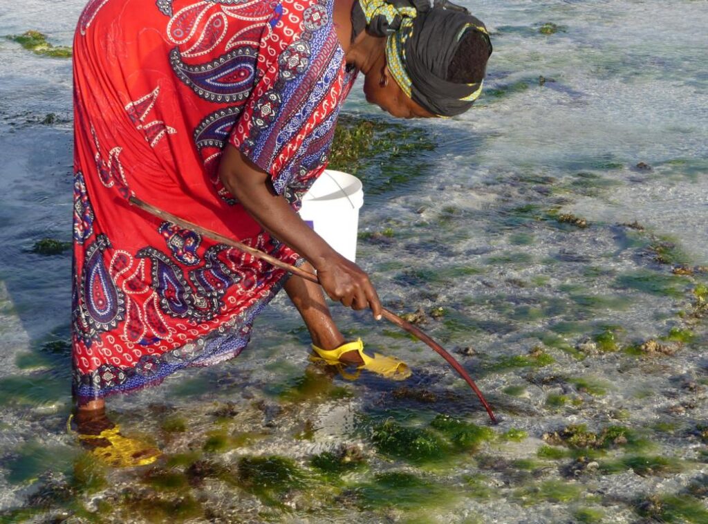 Catching octopus with a bent stick