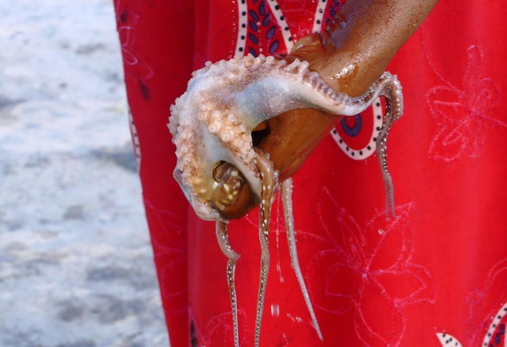 The way to hold an octopus in hand