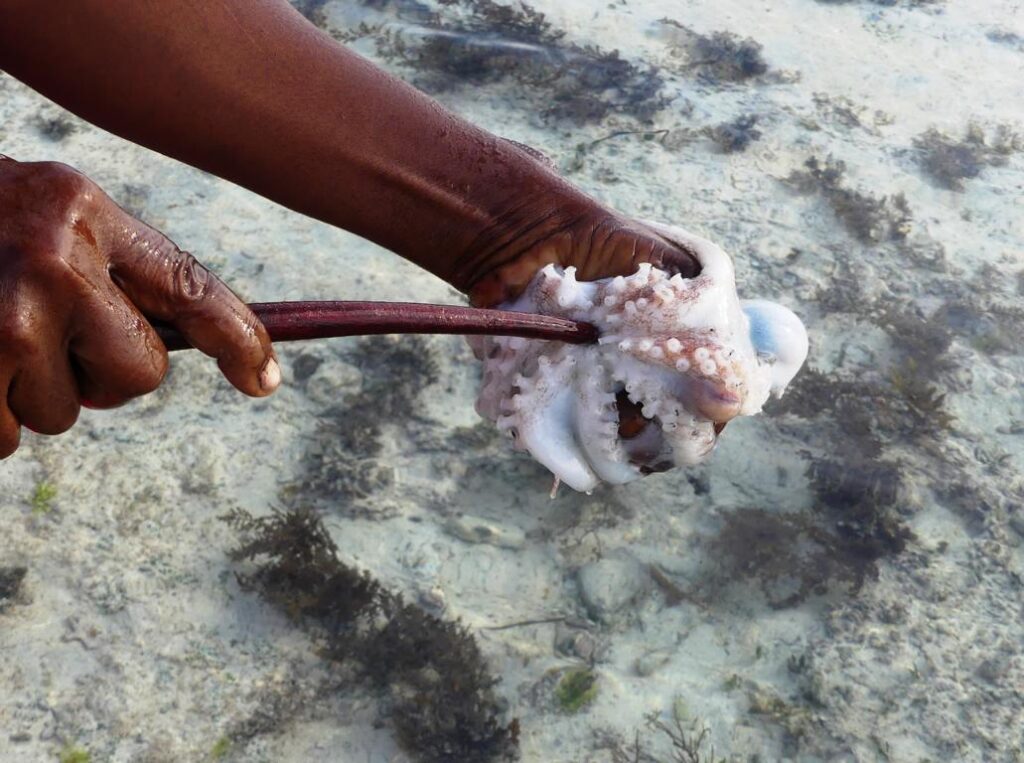 Killing an octopus with a stick into beak and brain