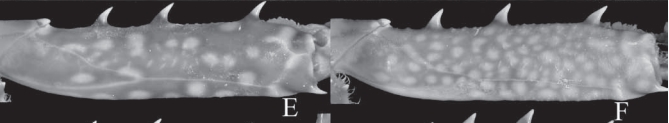 Merus of P. pelagicus and P. segnis