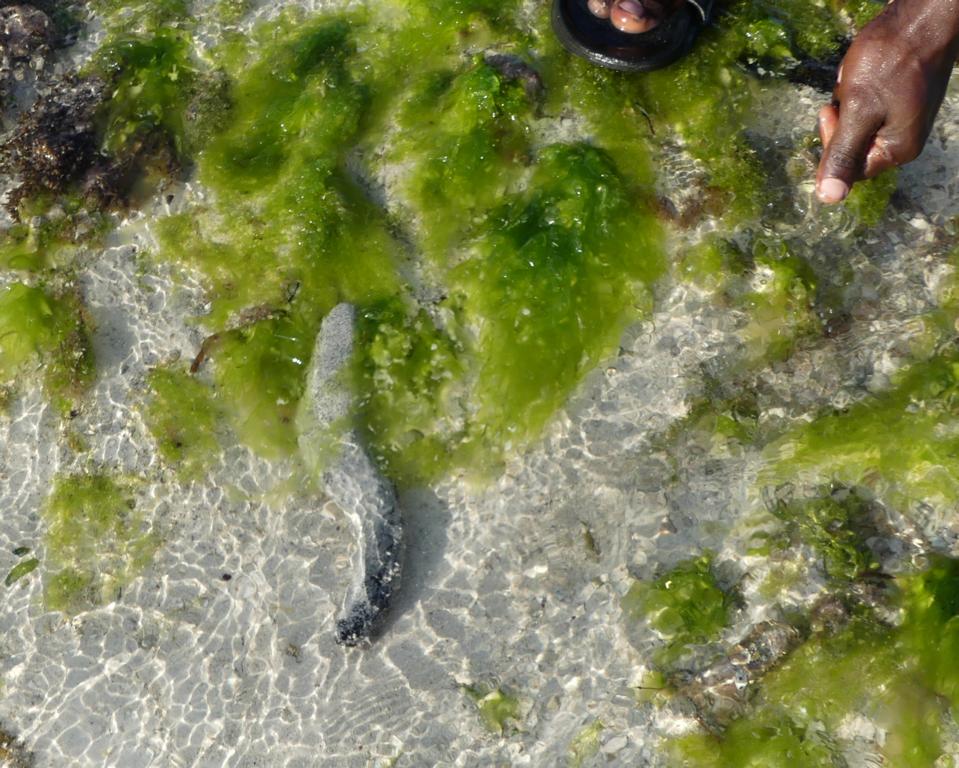 Well-camouflaged Black Lollyfish in Zanzibar