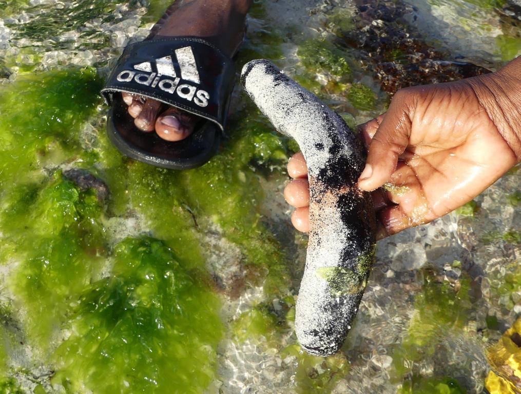 Black Lollyfish in Zanzibar