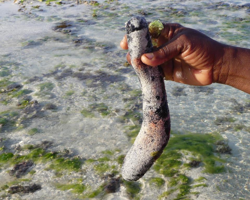 Black Lollyfish with red dye excretions and covered with sand