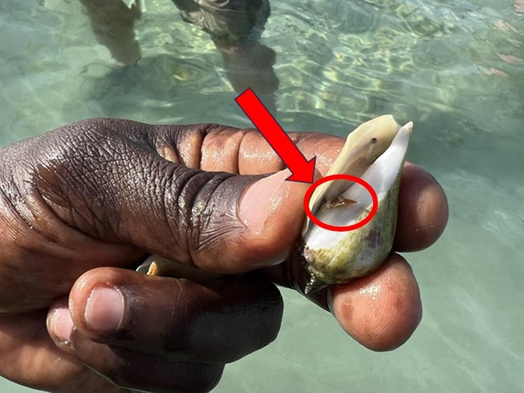 Operculum in the aperture of a conch shell in Zanzibar