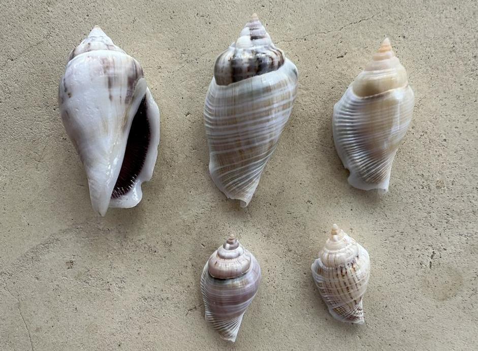 Humpback conch shells from Zanzibar