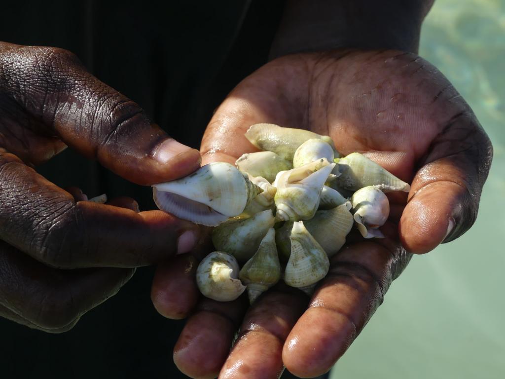 Humpbacked conch shells in Zanzibar