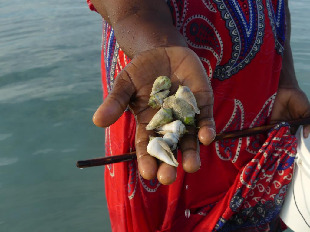 Humpbacked conch shells for food in Zanzibar