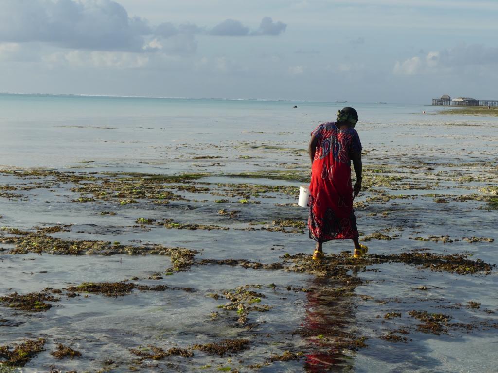 Collection invertebrates during low tide in Zanzibar