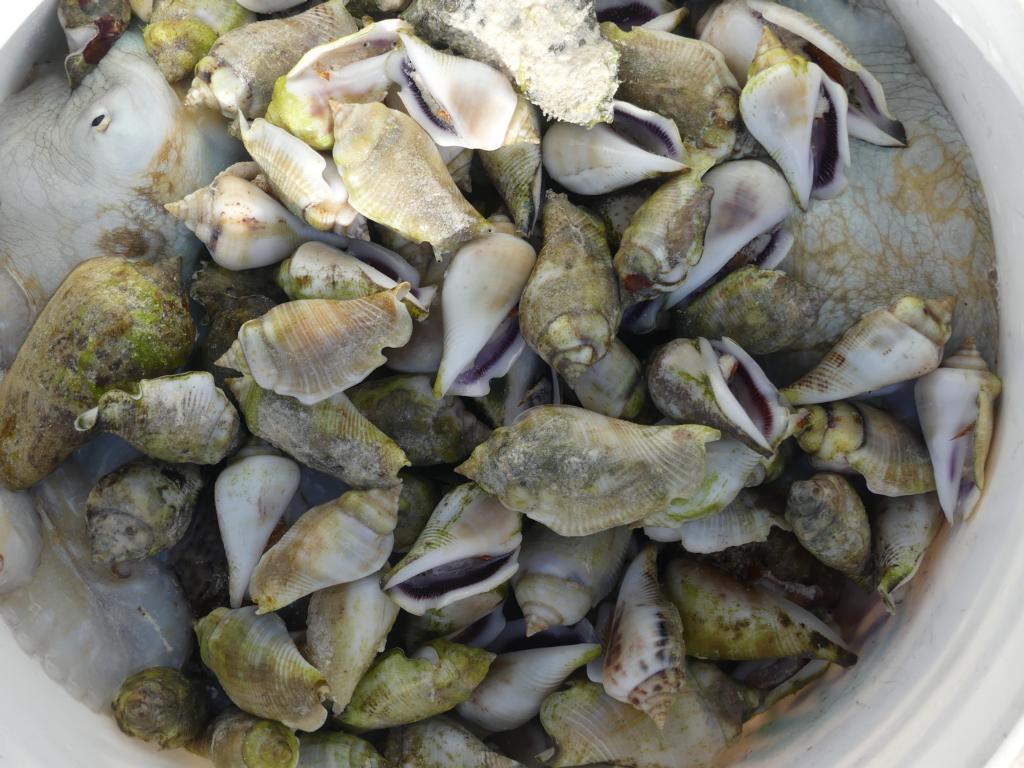 Collected Humpbacked conchs