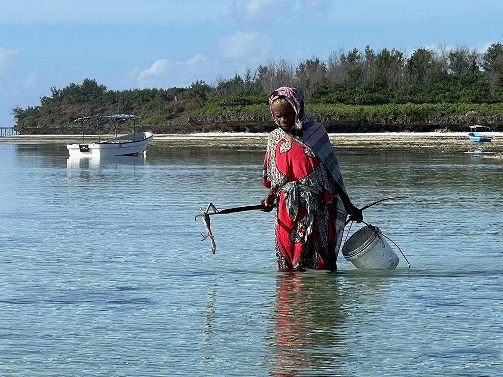 Wading through shallow water to spear African blue swimming crabs