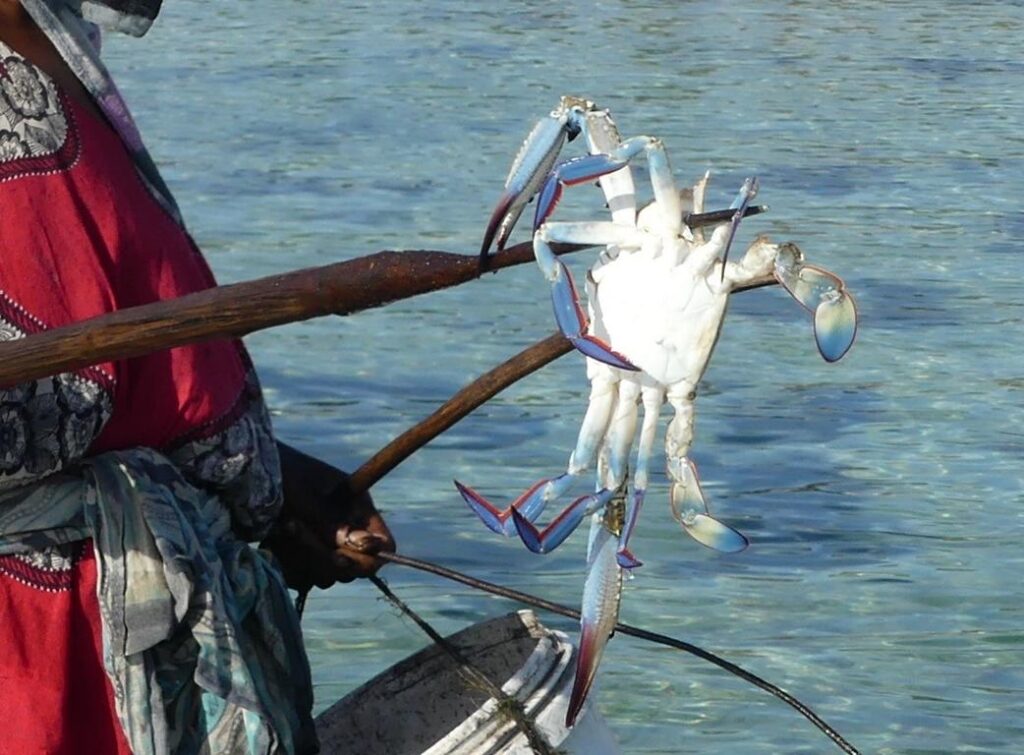 A speared blue swimming crab