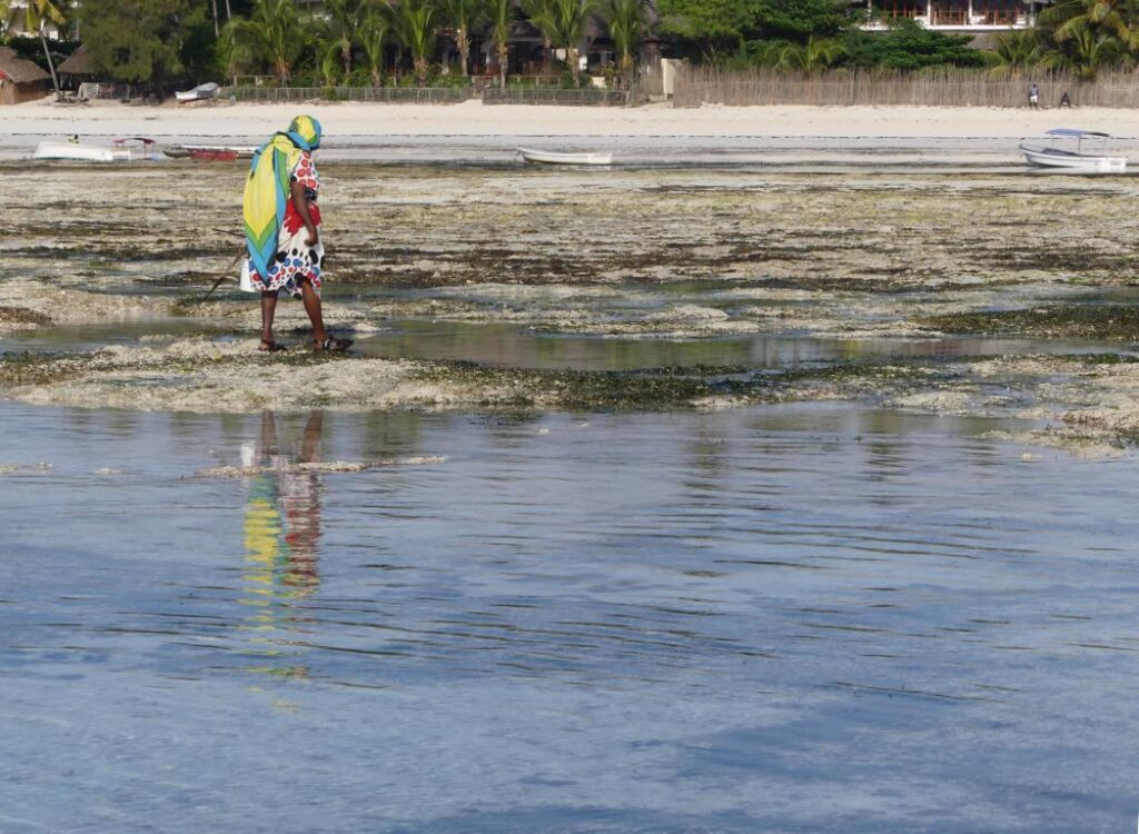 Female coastal forager at a lagoon inZanzibar