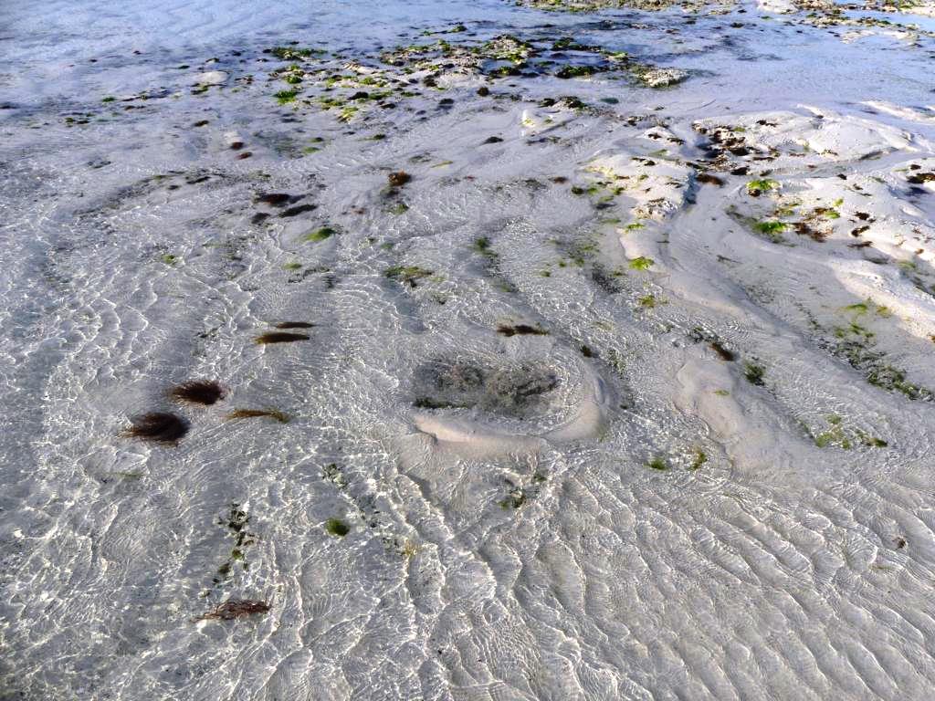 Freshwater spring at low tide in Zanzibar