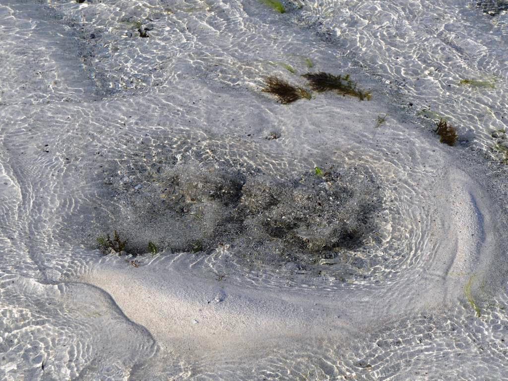 Detail of freshwater spring at low tide in Zanzibar