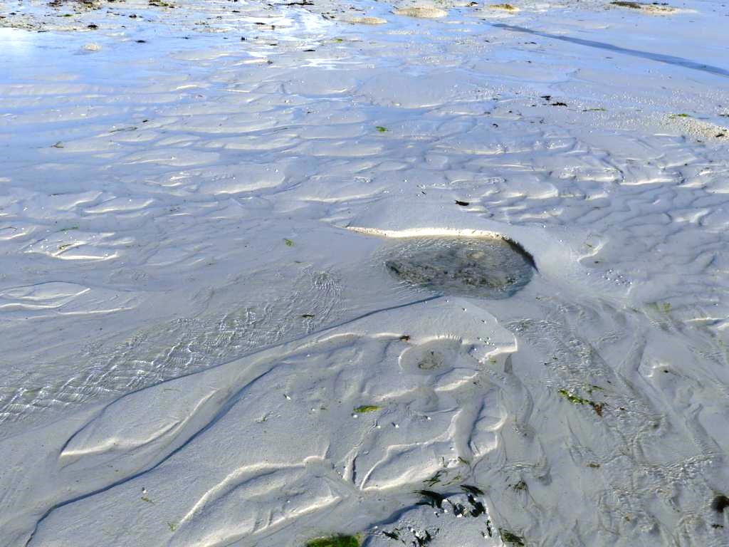 Another freshwater spring in the lagoons of Zanzibar