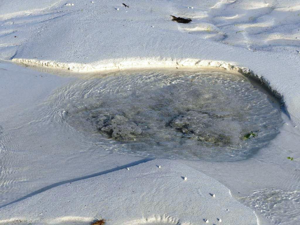 Detail of another freshwater spring in the lagoons of Zanzibar