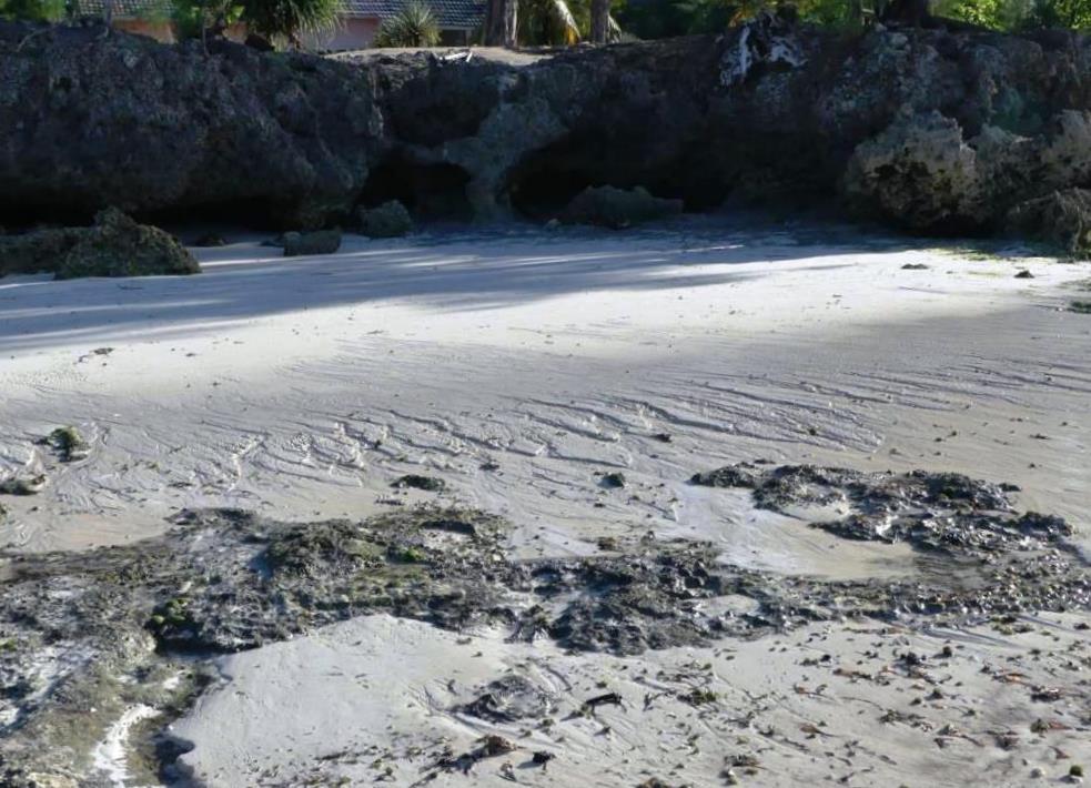 Sandy- and limestone beach at Zanzibar