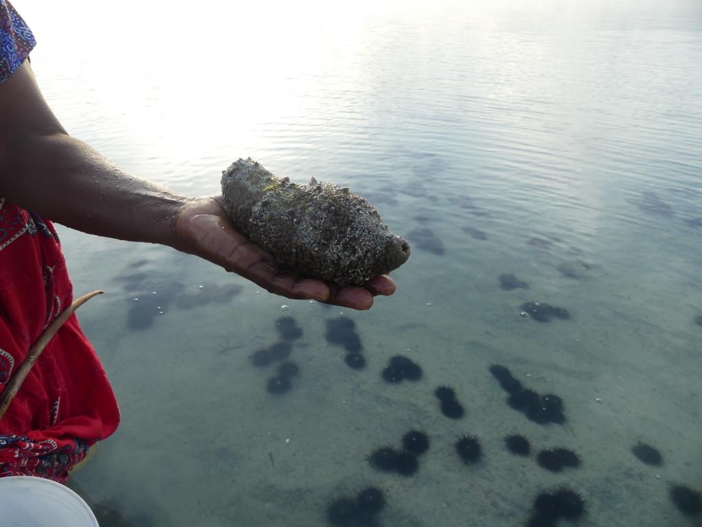 Sandfish sea cucumber collected in the lagoons of Zanzibar