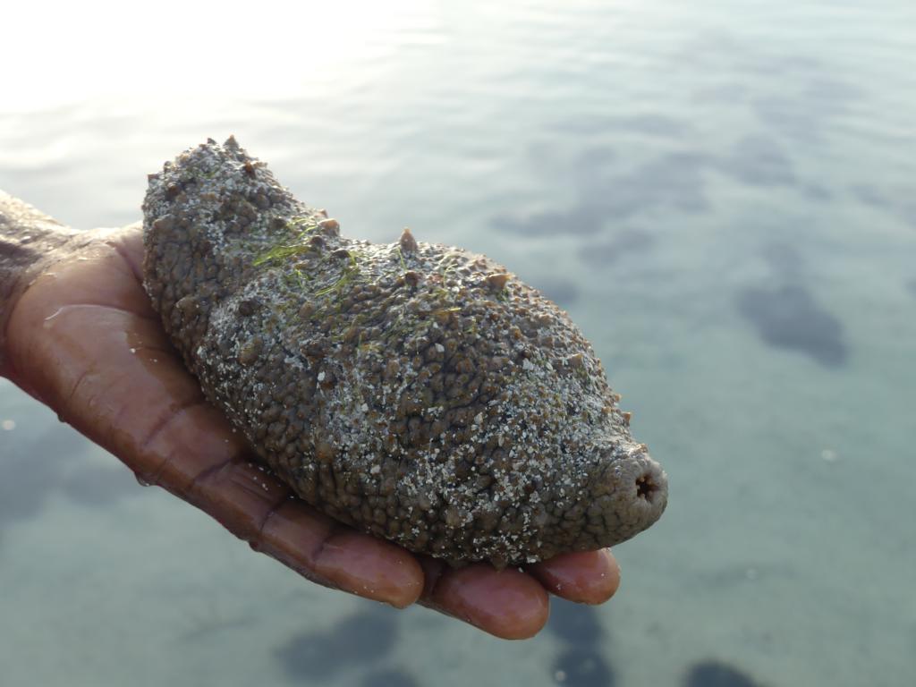 Sandfish sea cucumber in Zanzibar