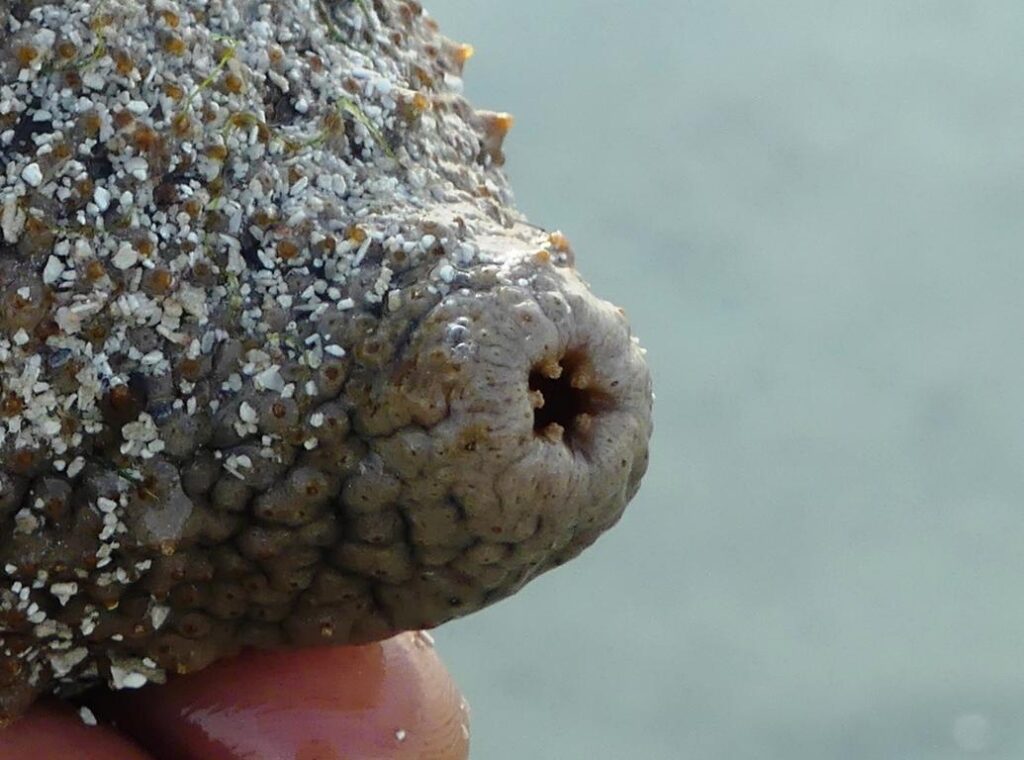 Anus with anus teeth of a sandfish sea cucumber in Zanzibar