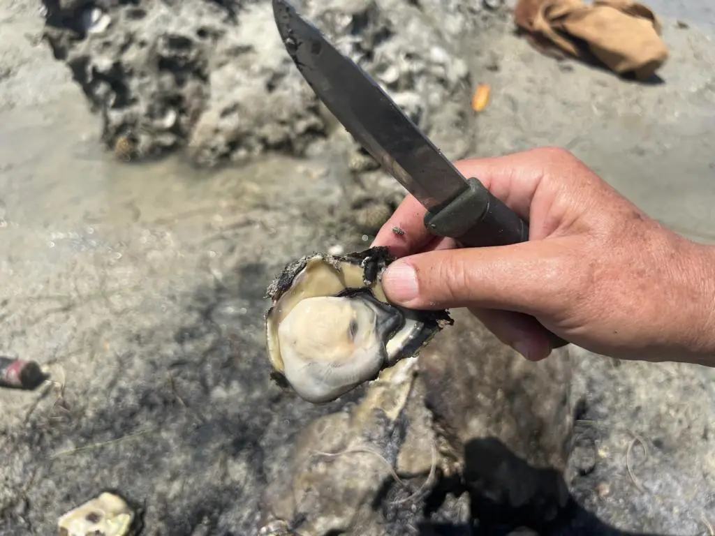 Smoked rock oyster