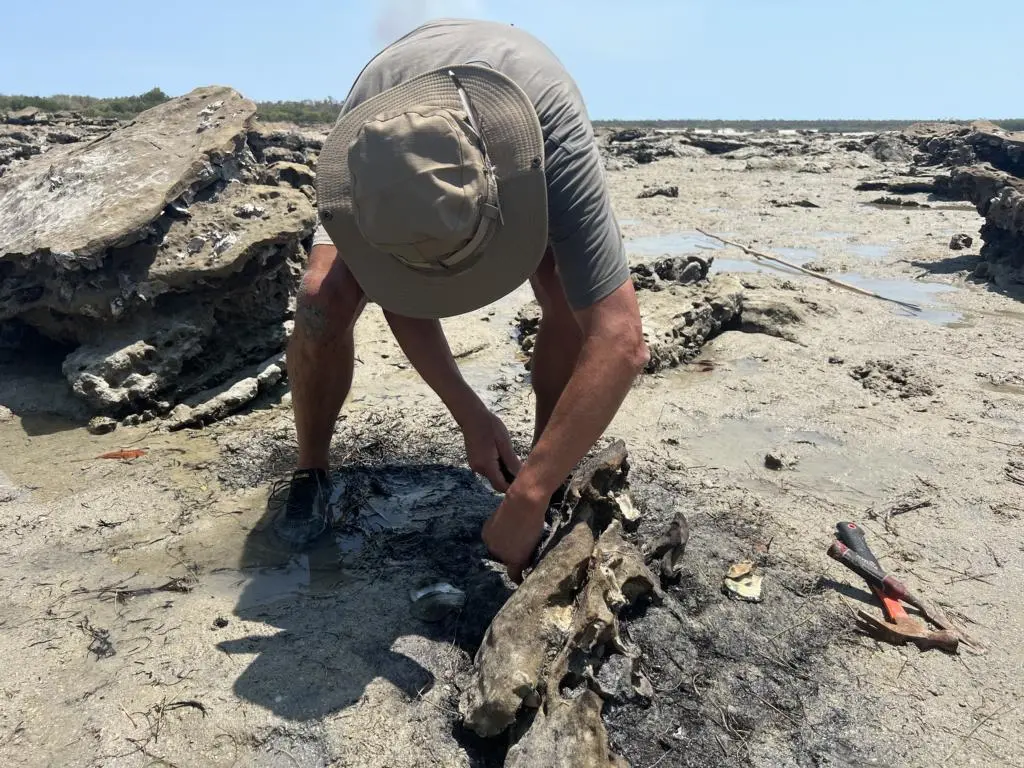 Harvesting of rock oysters