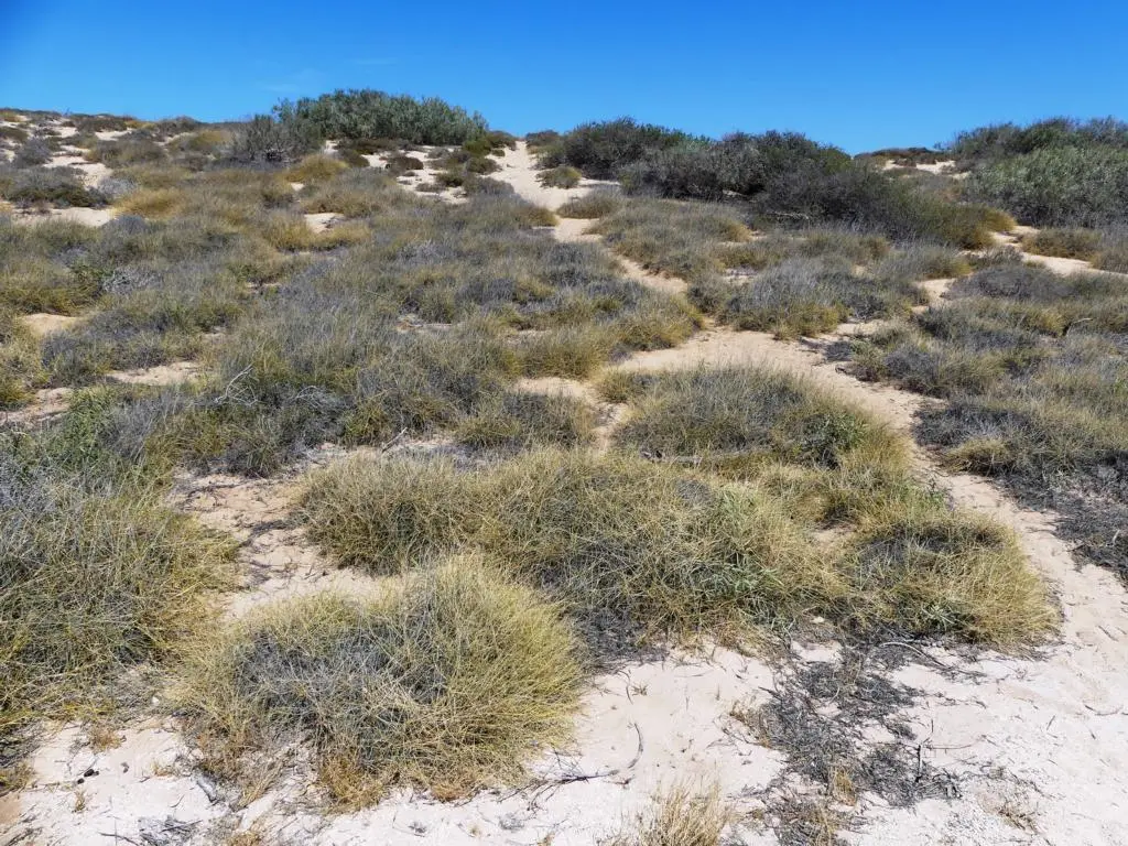 Spinifex grass on a coastal dune