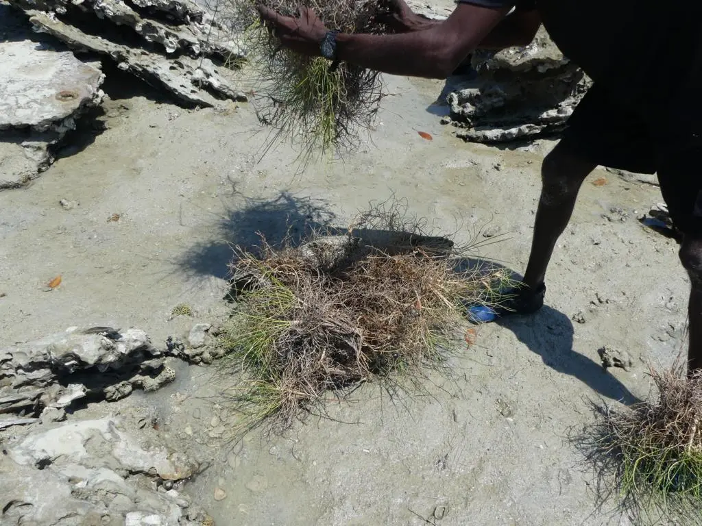 The spinifex grass is piled onto a rock covered with oysters