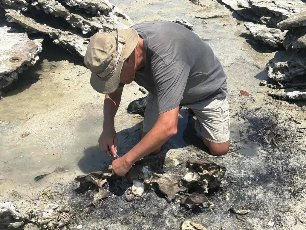 Removing the top oyster shells to expose the smoked meat