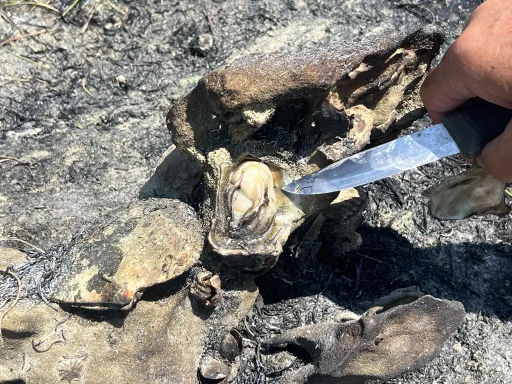 Size of the shellfish compared to the knife blade