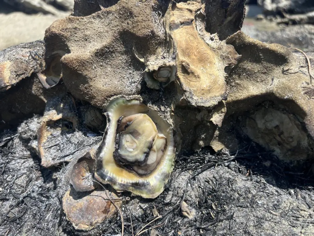 Freshly smoked oysters from the rock