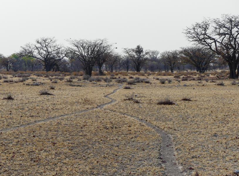 Two converging trails (Y-trails).