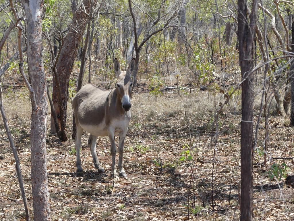 Pregnant feral donkey at the Kimberleys.