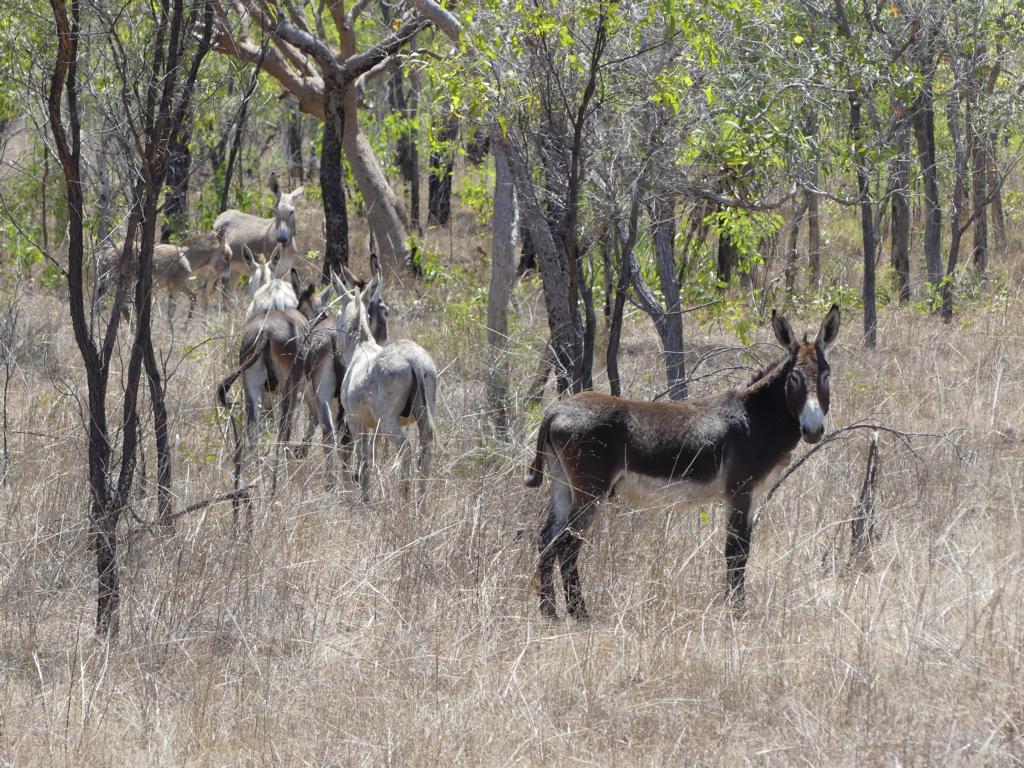A breeding herd of feral donkeys at Dampier Peninsula in the Kimberleys.