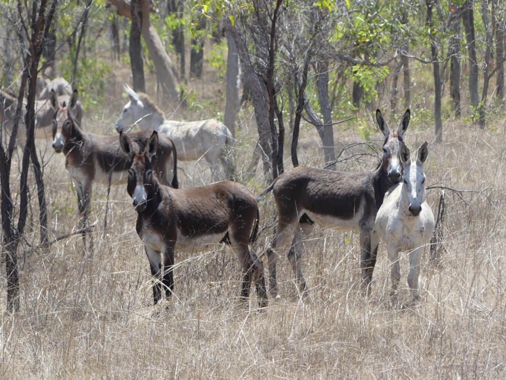 Breeding herd of feral donkeys at Dampier Peninsular.