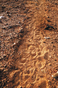 Example of a feral donkey trail