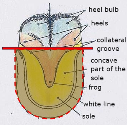 Donkey front foot