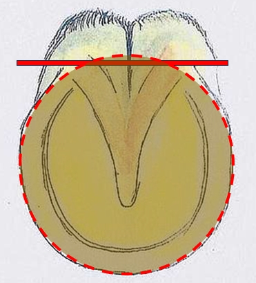 Horse front foot