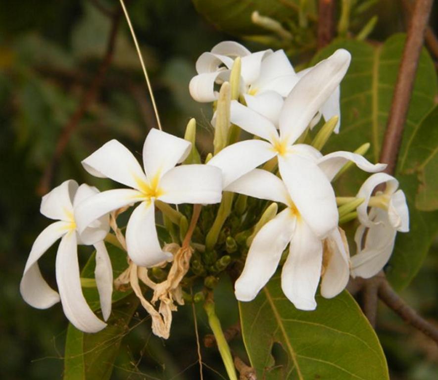 Flower of Saba comorensis