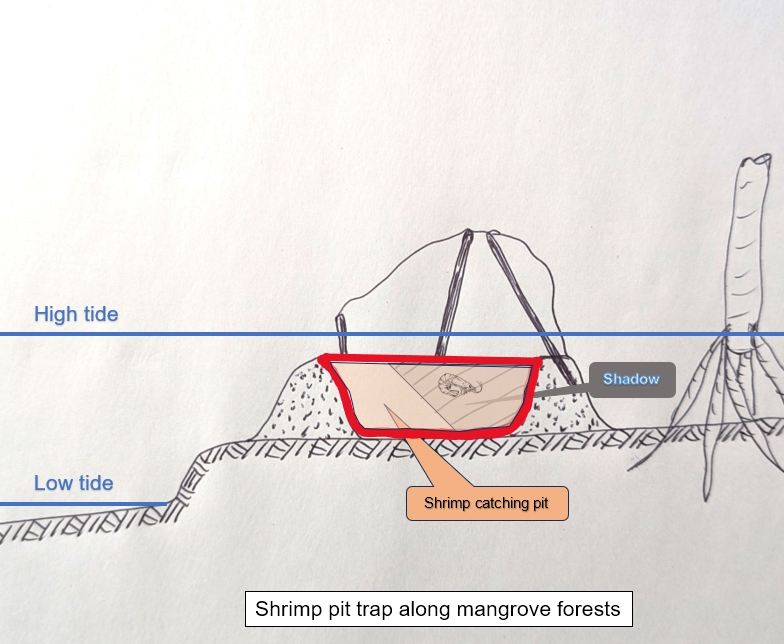 Shrimp pit trap as erected along mangrove forests.