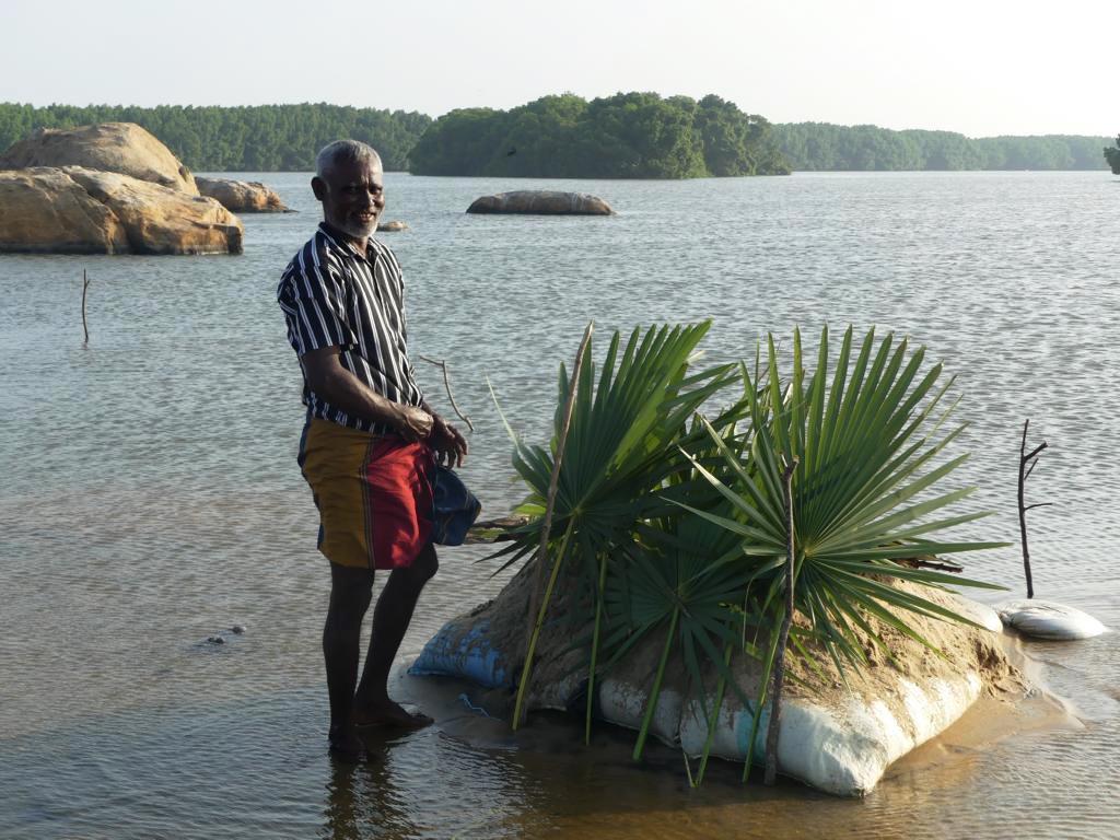 Improving the attraction of shrimp pit traps with fan palm fronds.