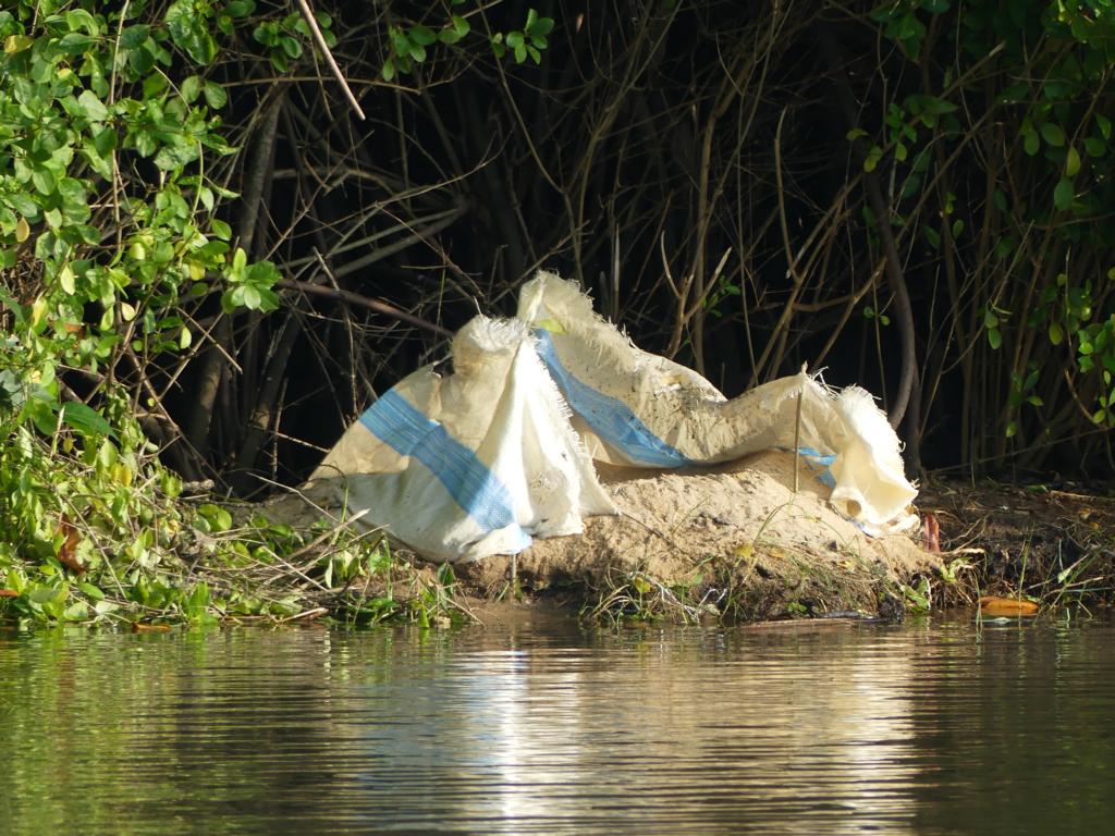 Example of a pit trap along mangrove forest lines.