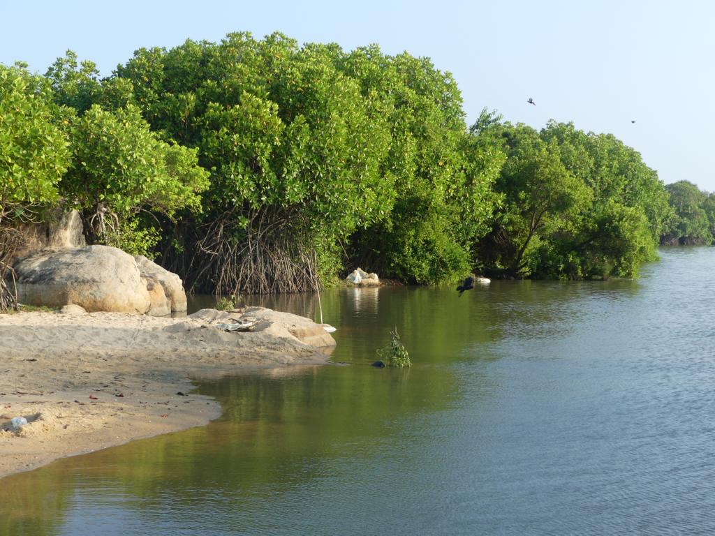 Example of a shrimp pit trap at the outline of a mangrove forest.
